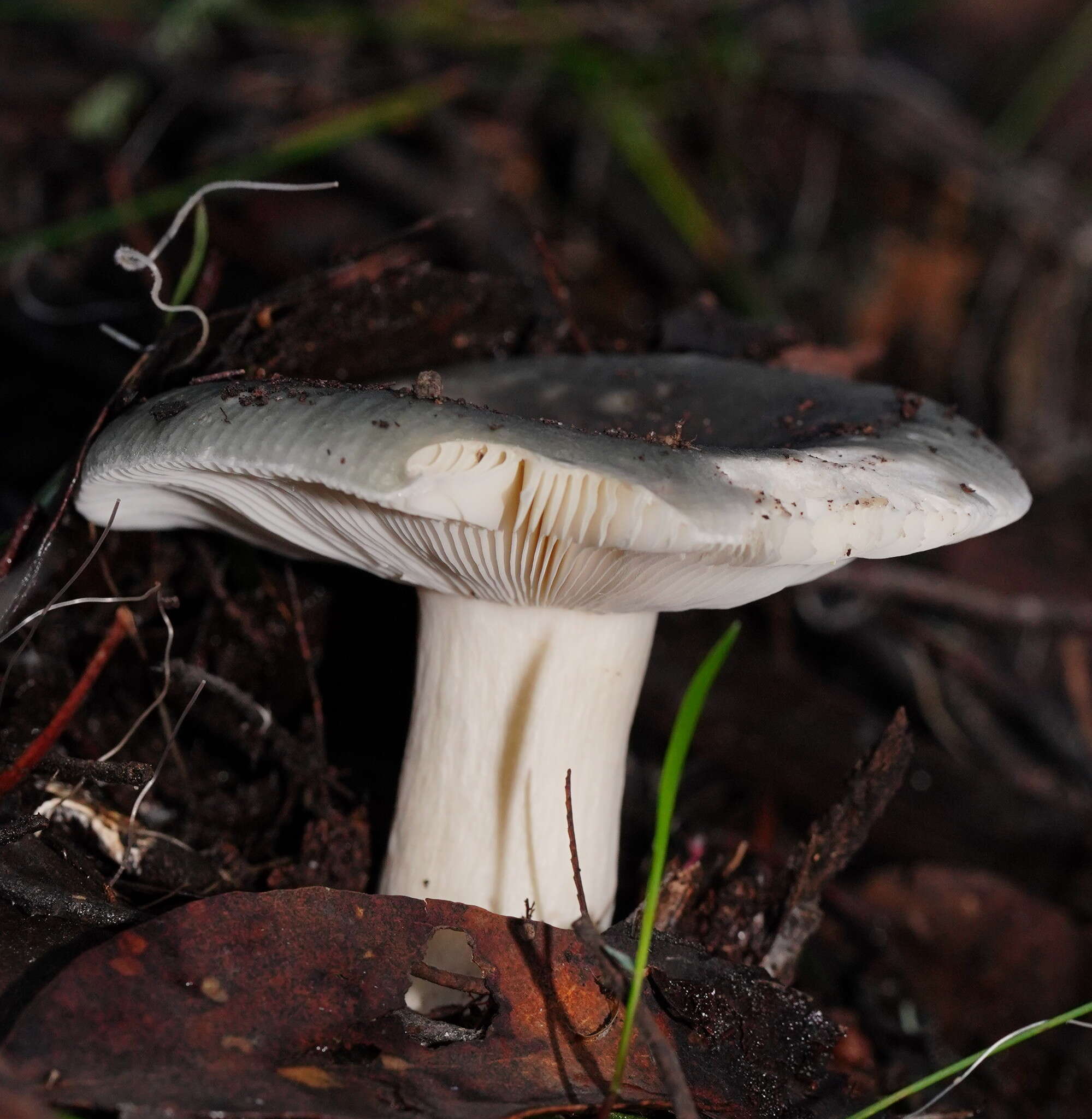 Image of Russula iterika Grgur. 1997