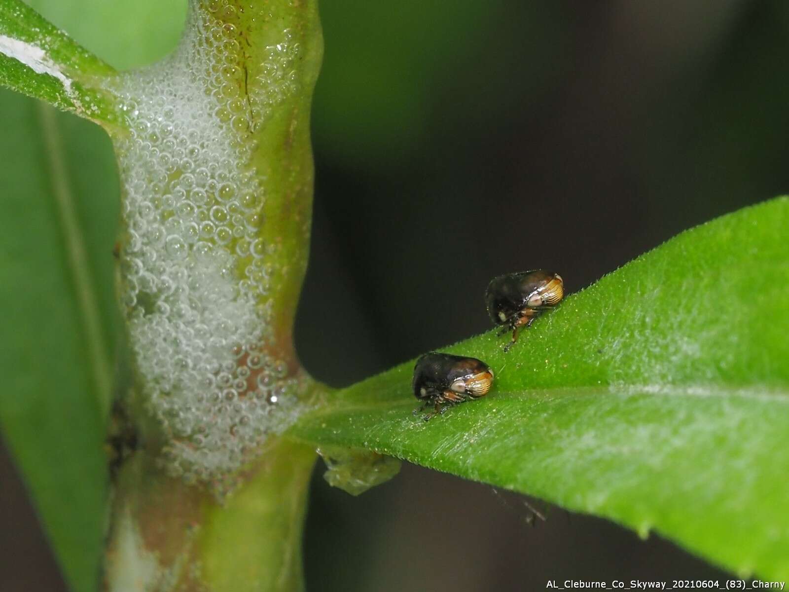 Image de Clastoptera xanthocephala Germar 1839