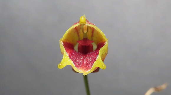 Image of Masdevallia molossus Rchb. fil.