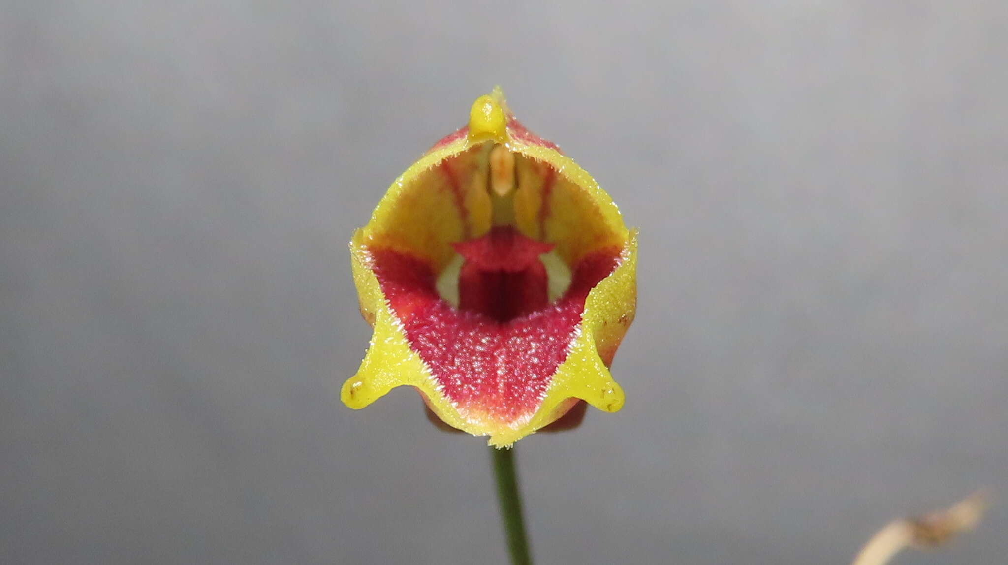 Image of Masdevallia molossus Rchb. fil.