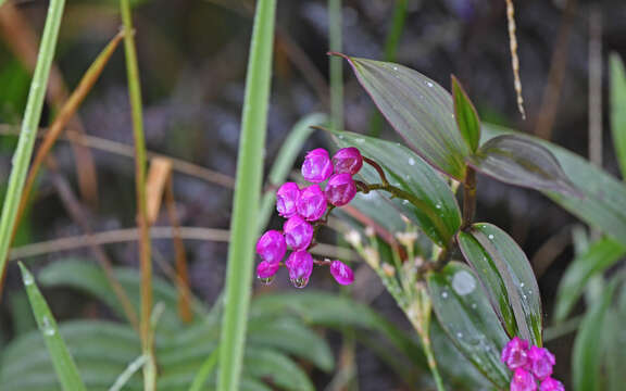 Image of Sertifera purpurea Lindl. & Rchb. fil.