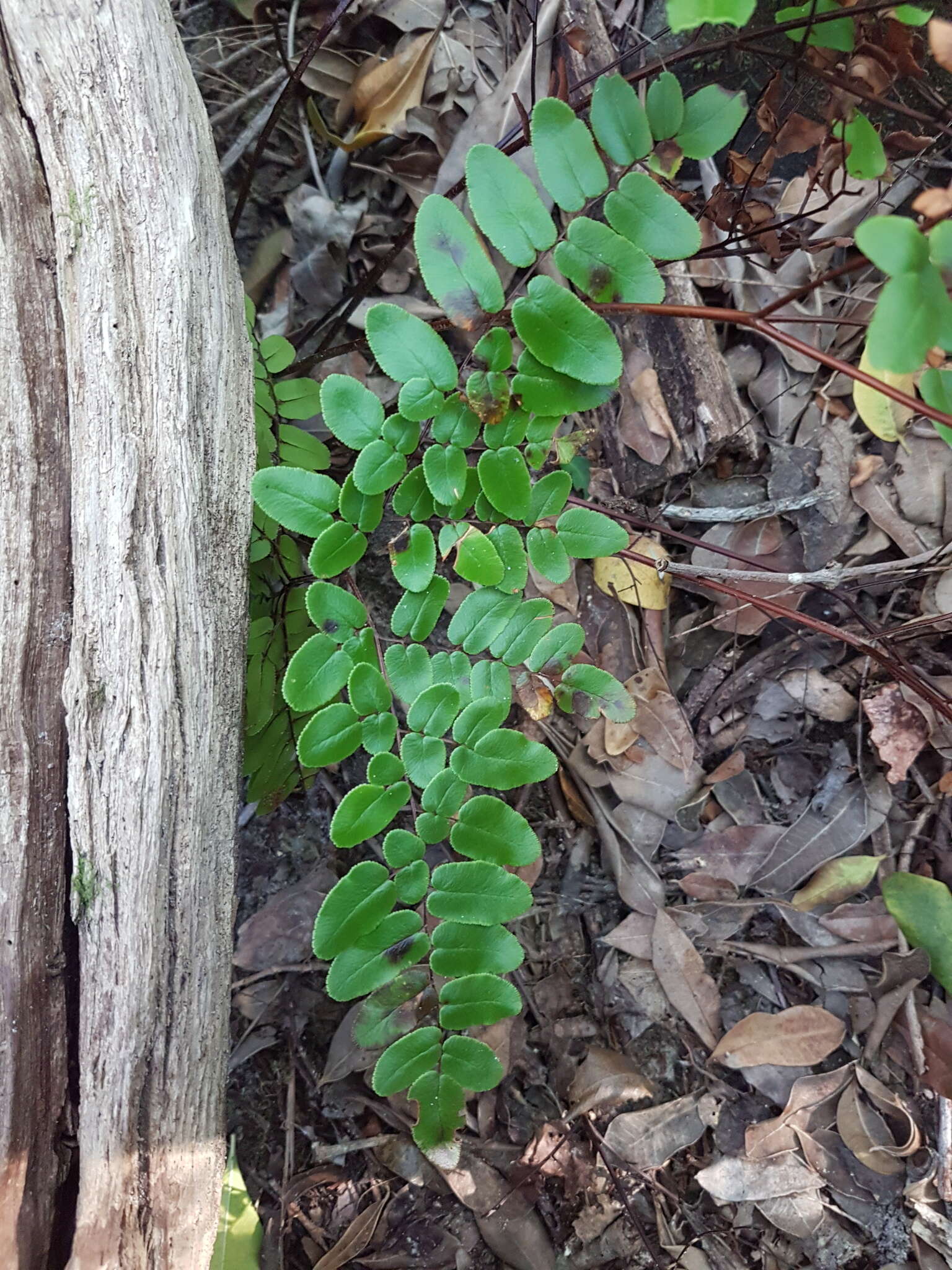 Image of Pellaea pteroides (L.) Prantl