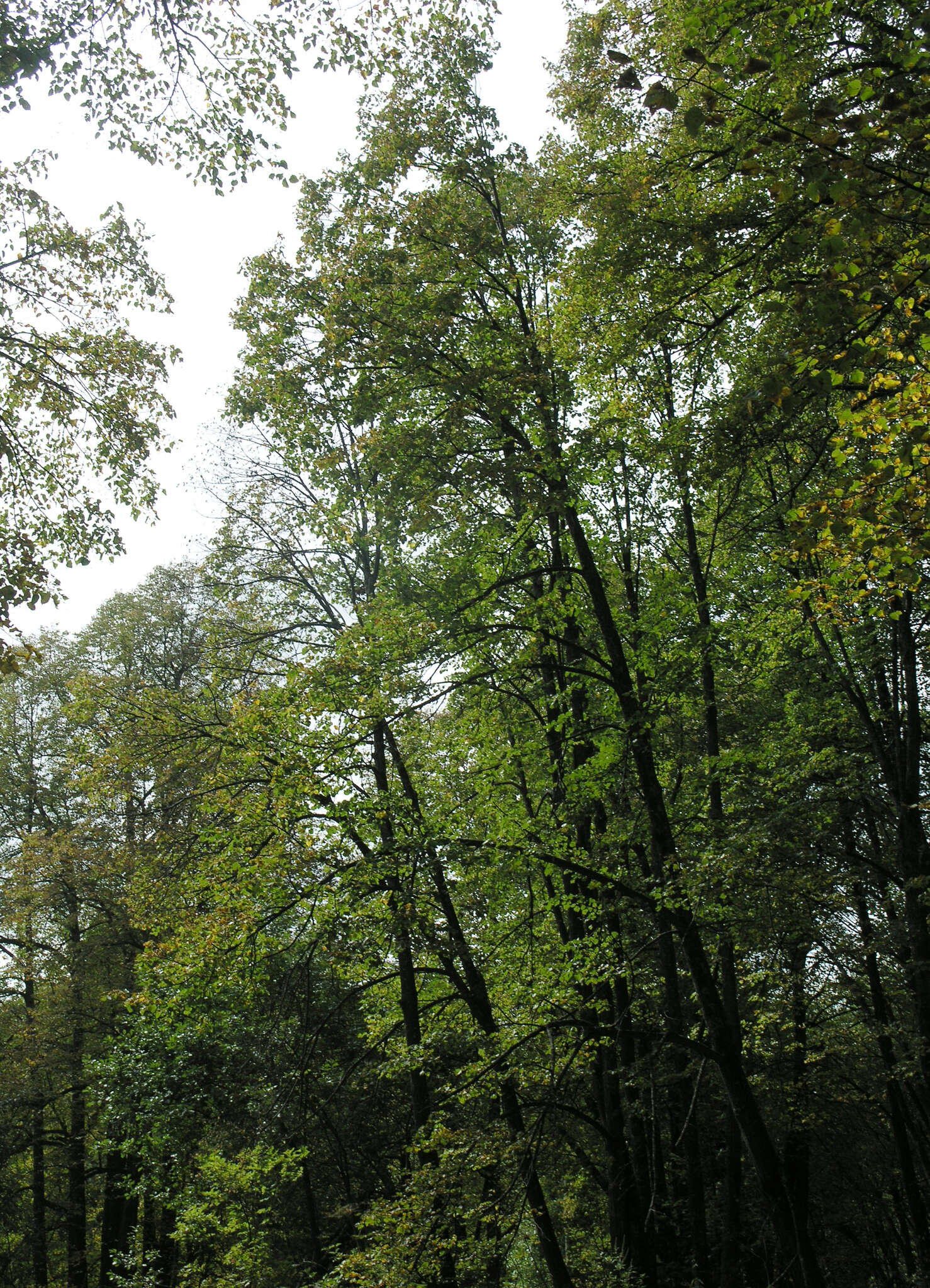 Image of Tilia amurensis var. sibirica (Fisch. ex Bayer) Y. C. Zhu