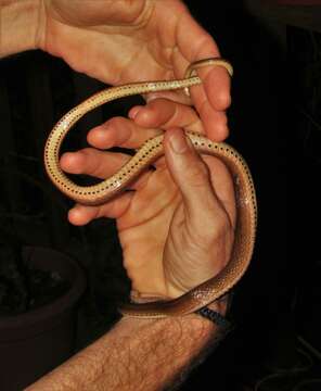 Image of Two-spotted Snake