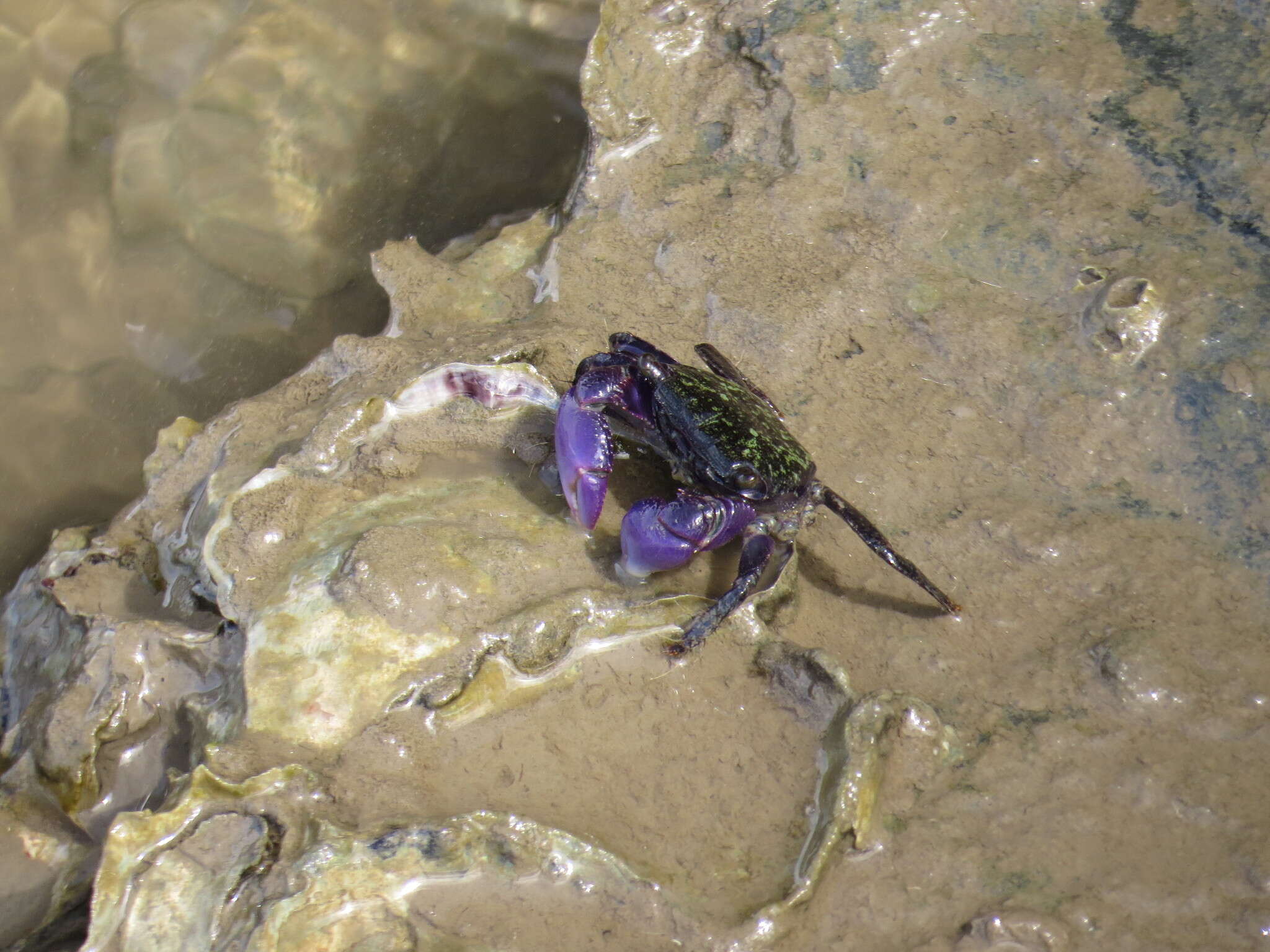 Image of Metopograpsus frontalis Miers 1880