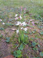 Plancia ëd Hesperantha falcata (L. fil.) Ker Gawl.