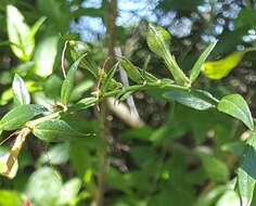 Anisacanthus quadrifidus (Vahl) Standl. resmi