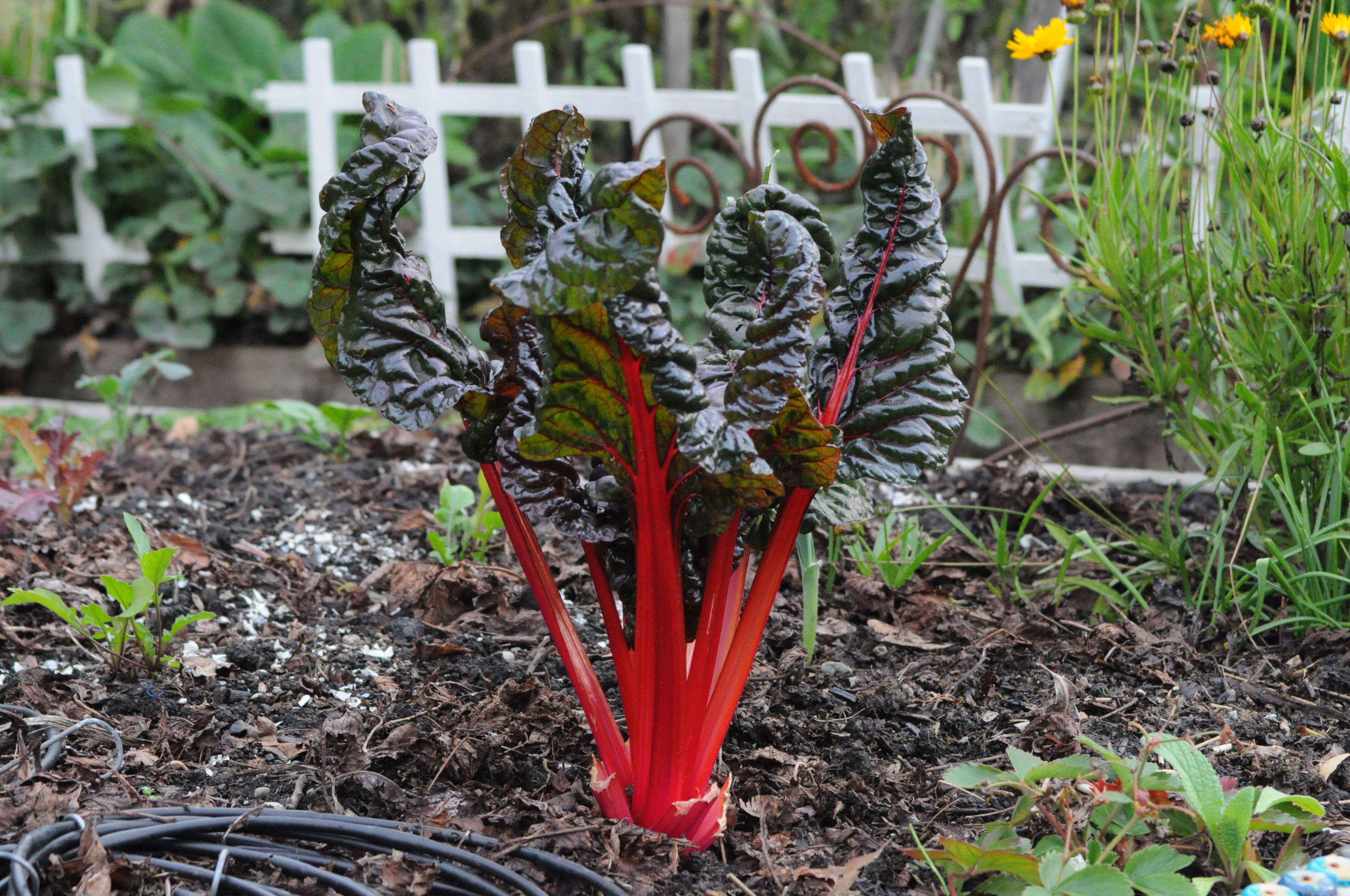 Image of Beta vulgaris subsp. vulgaris Cicla