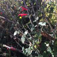 Image of pineapple sage