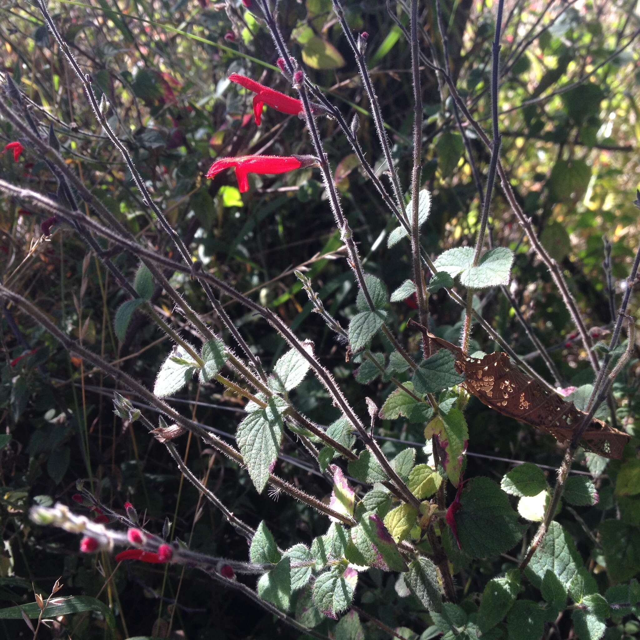 Image of pineapple sage