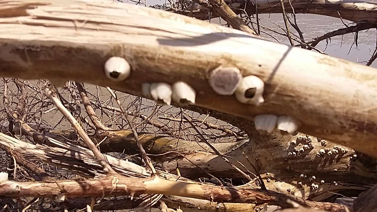 Image of Ivory barnacle