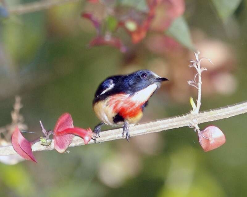 Image of Blood-breasted Flowerpecker