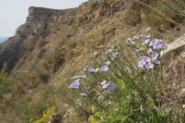 Image of Linum hirsutum subsp. hirsutum