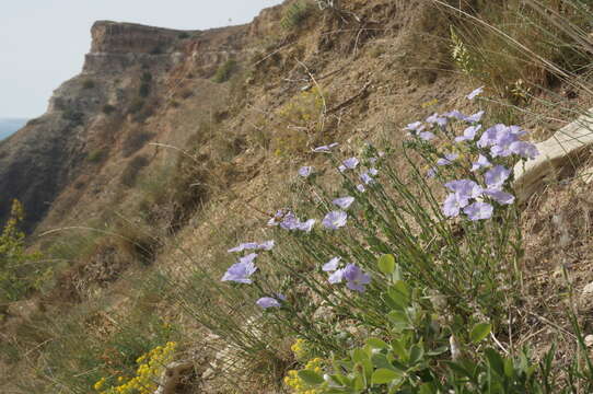 Imagem de Linum hirsutum L.