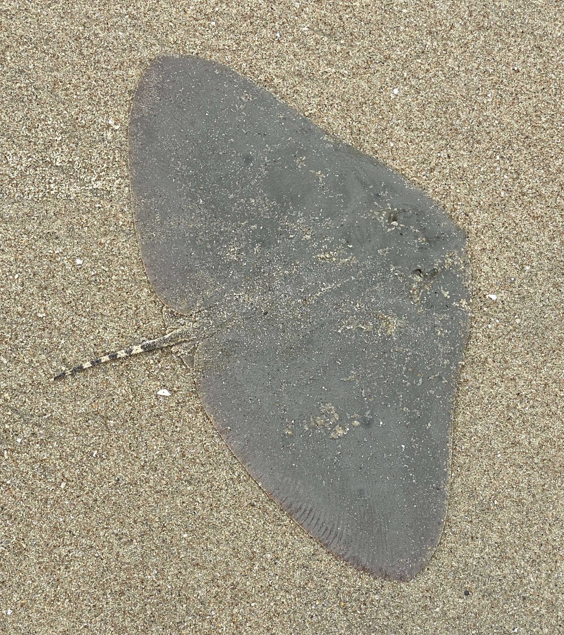 Image of Japanese Butterfly Ray