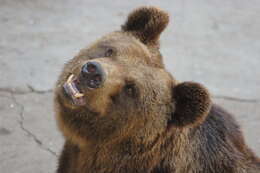 Image of Brown Bear