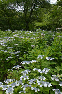 Image of Hydrangea serrata (Thunb.) Ser.