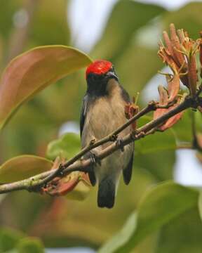 Image of Scarlet-backed Flowerpecker