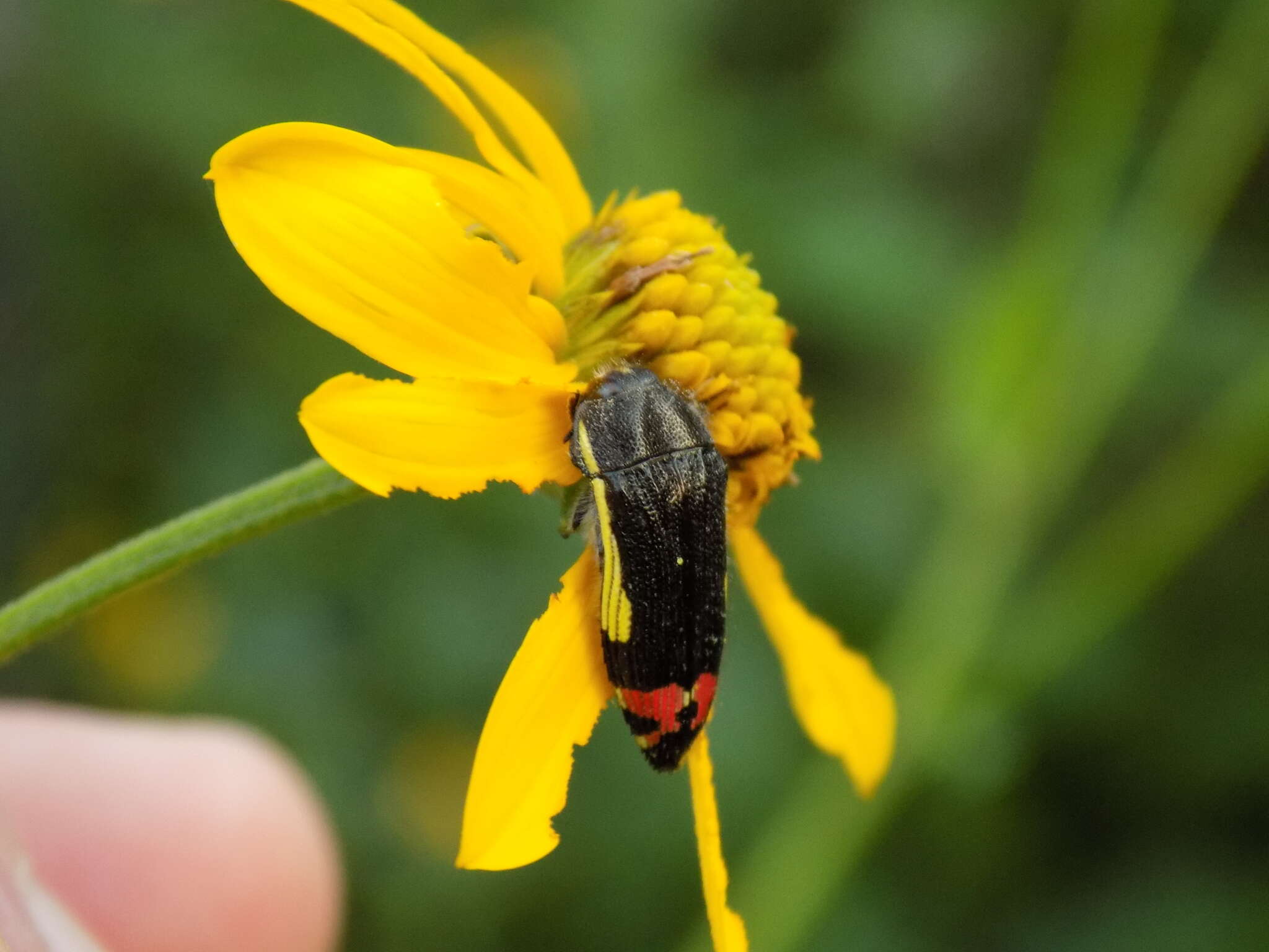 Imagem de Acmaeodera flavomarginata (Gray 1832)