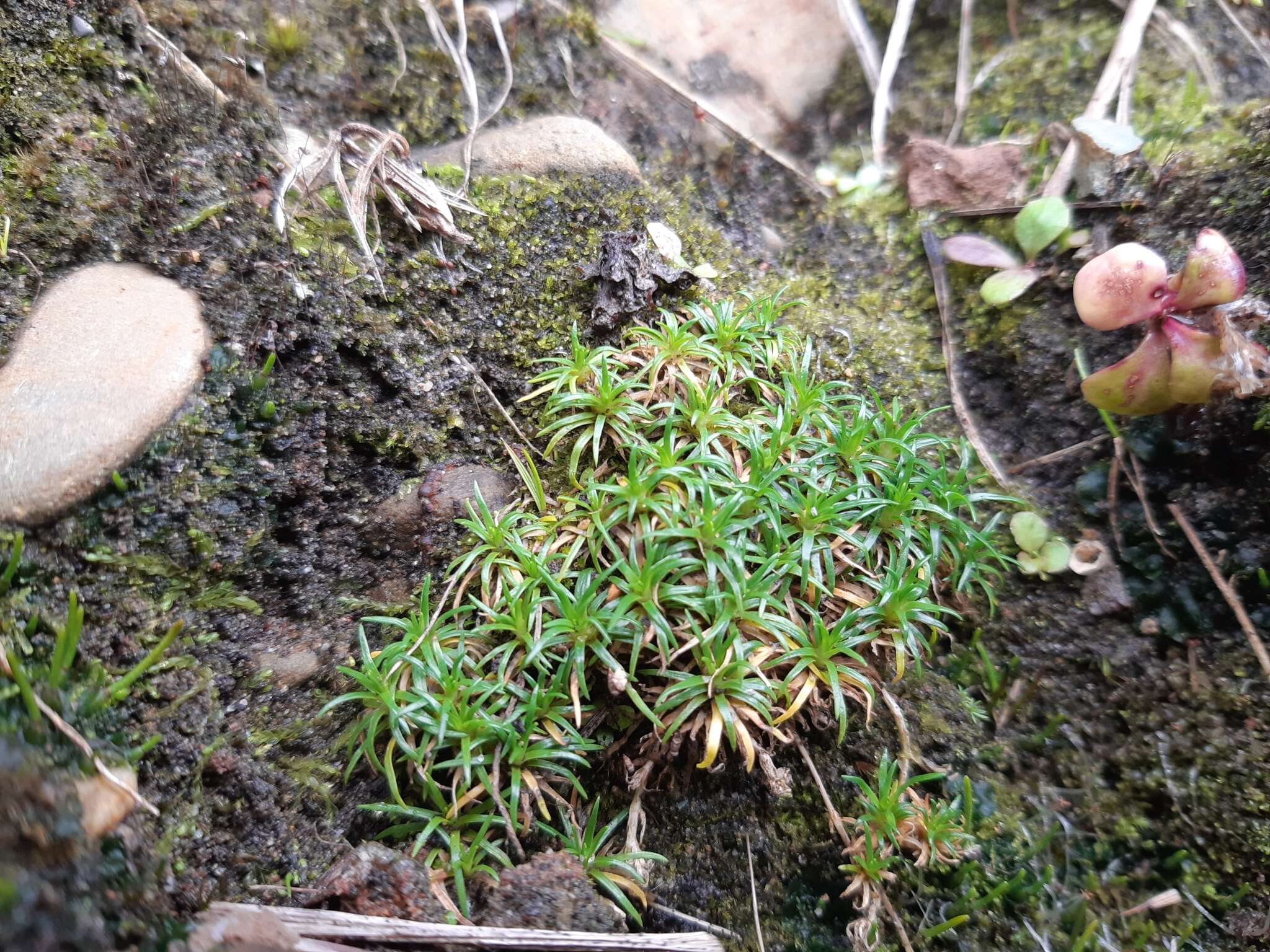 Image of Colobanthus muelleri T. Kirk.