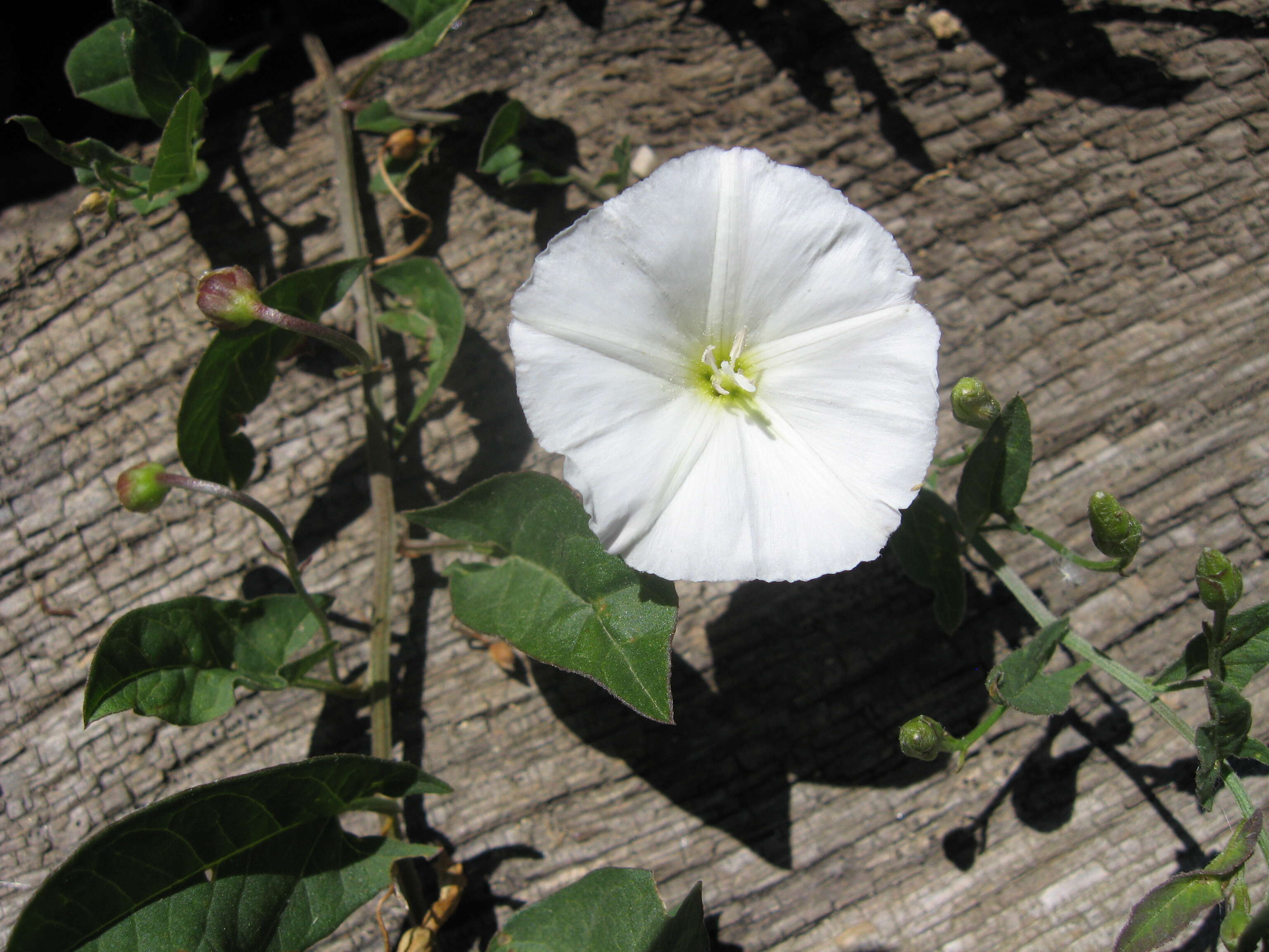 Image of bindweed