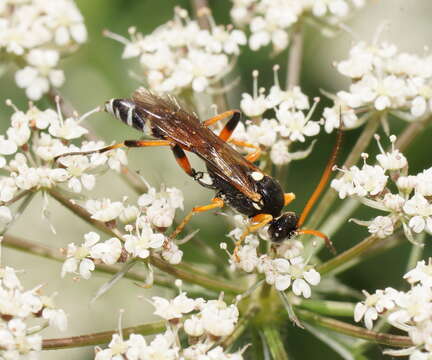 Sivun Ichneumon promissorius Erichson 1842 kuva