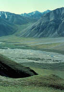 Image of Dall’s Sheep