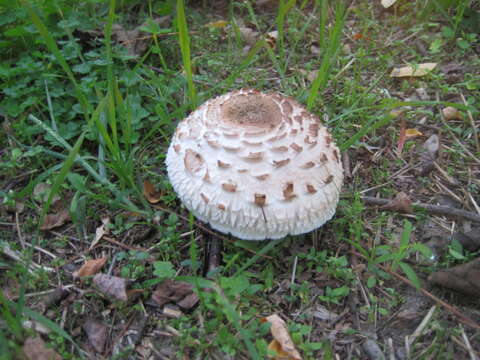 Image of Macrolepiota excoriata (Schaeff.) Wasser 1978