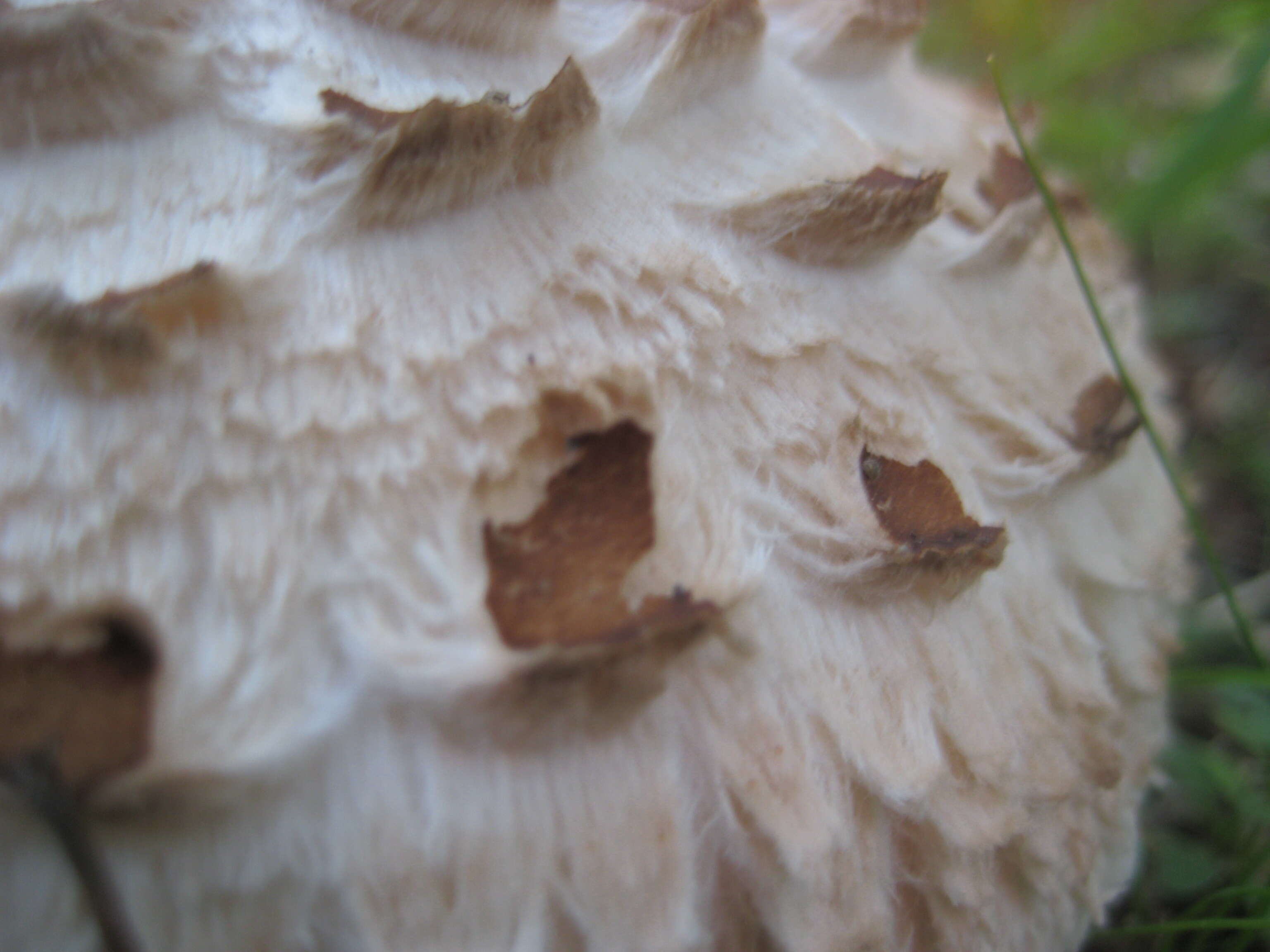 Image of Macrolepiota excoriata (Schaeff.) Wasser 1978