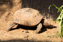 Plancia ëd Indotestudo