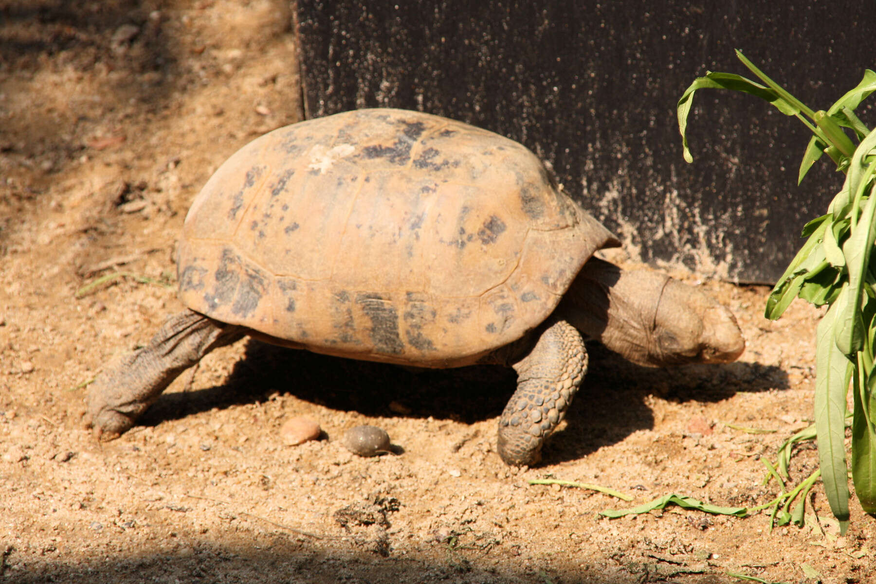 Слика од Indotestudo