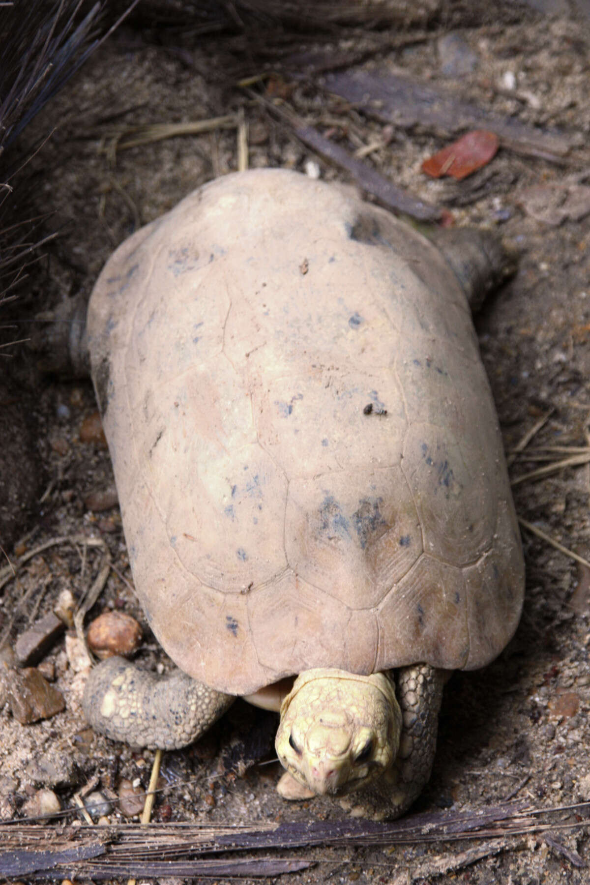 Image of Indotestudo