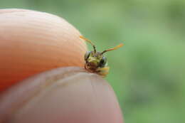 Calliopsis hondurasica Cockerell 1949 resmi