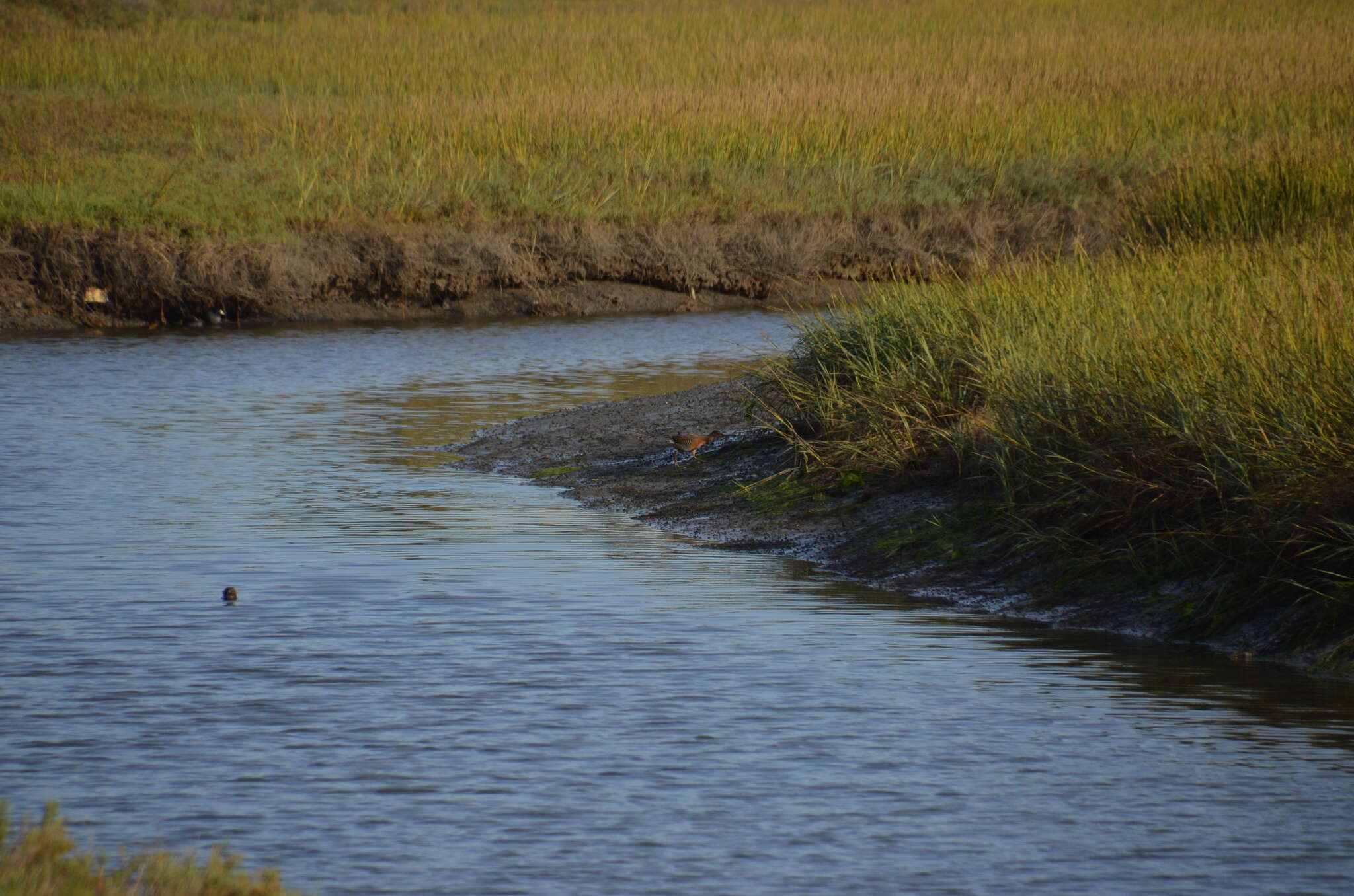 Image of Ridgway's Rail