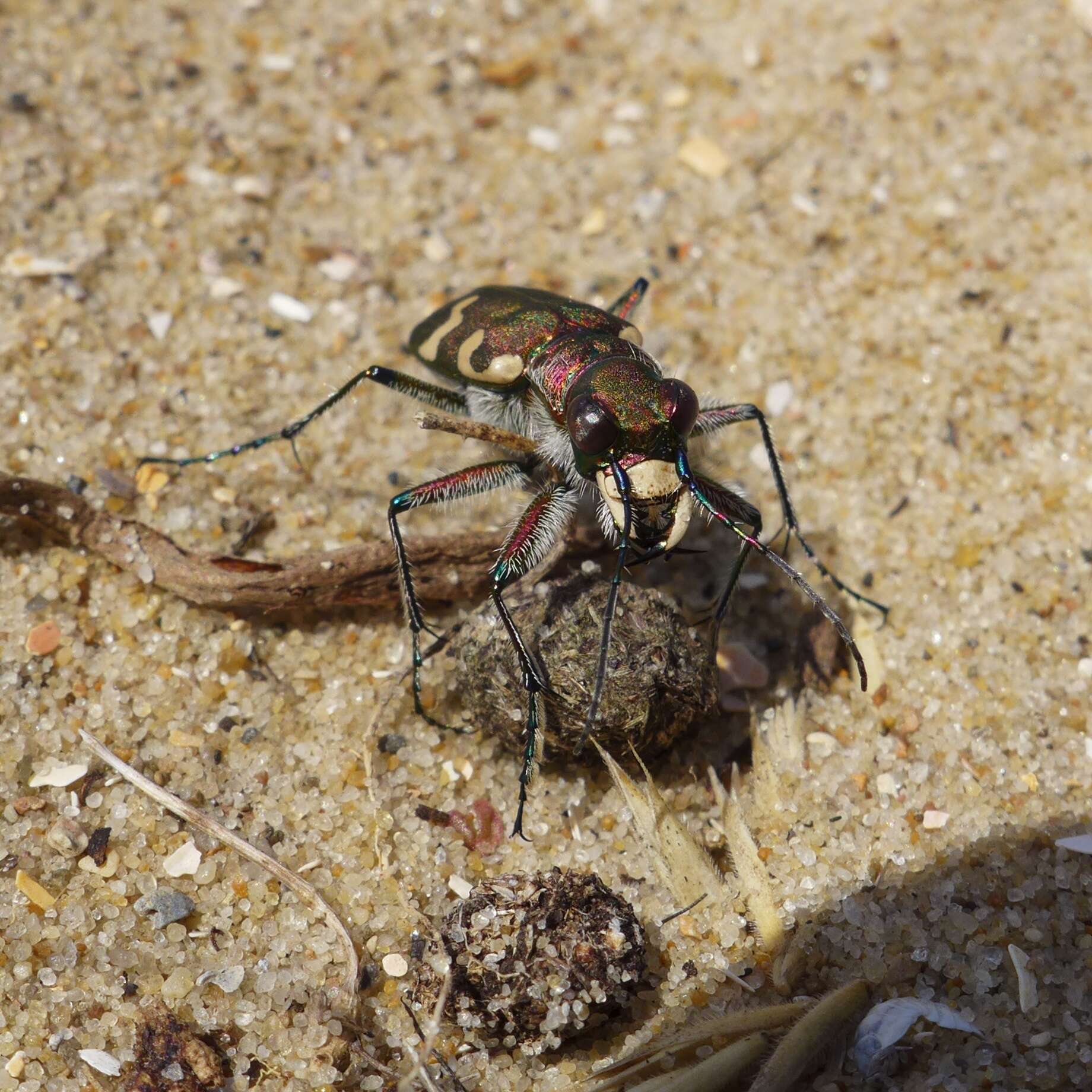 Image of Cicindela (Cicindela) hybrida hybrida Linnaeus 1758