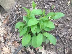 Image of Broad-leaved goldenrod