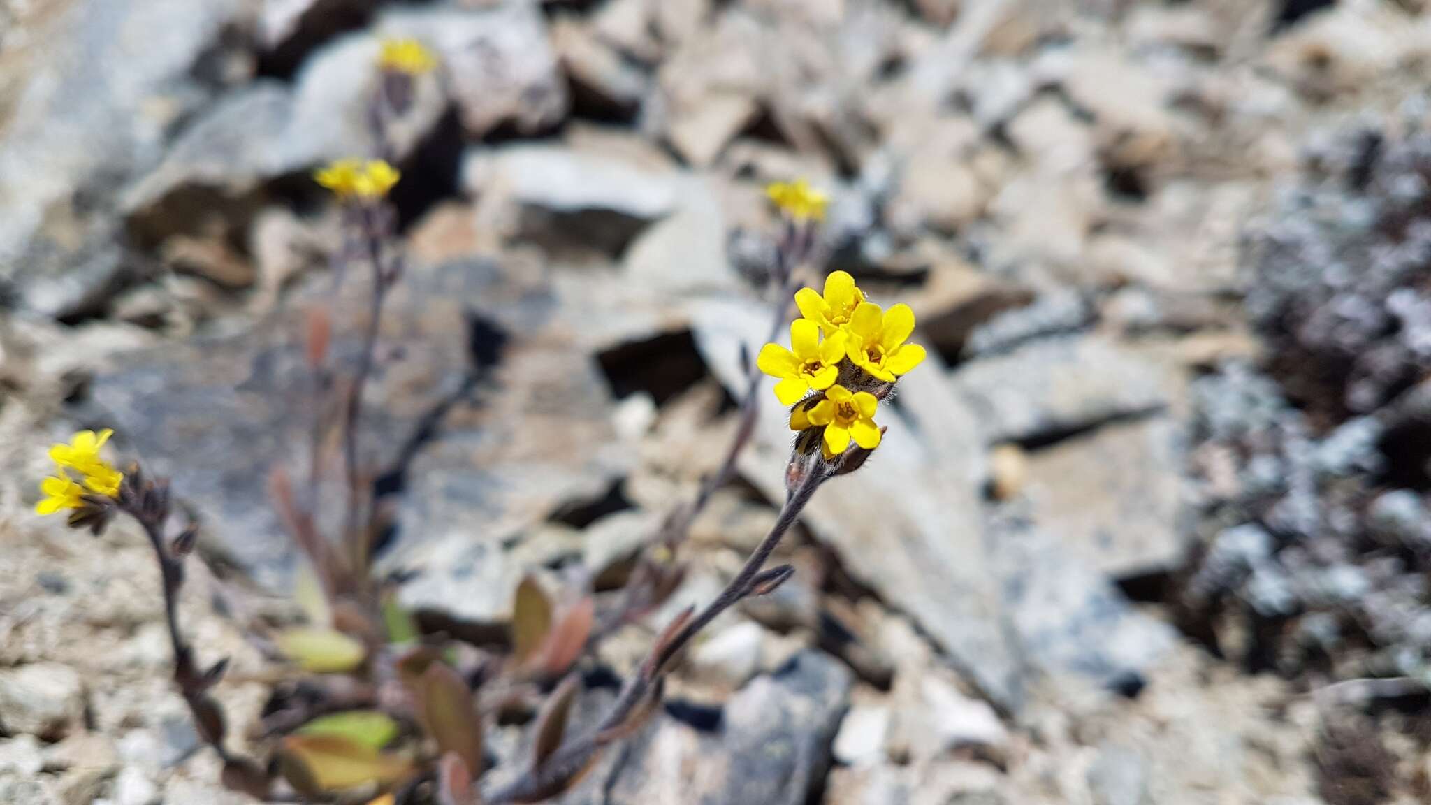 Image of Myosotis australis R. Br.