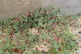 Image of Mediterranean Amaranth