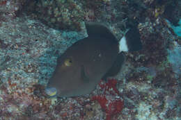 Image of Bridle Triggerfish