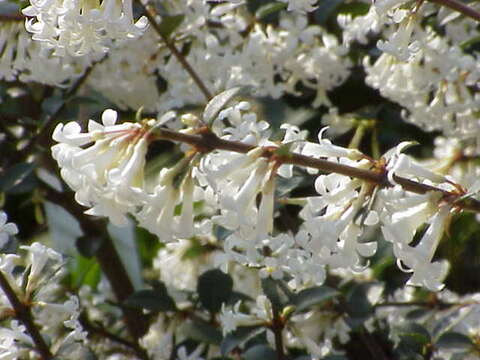 Image of Osmanthus delavayi Franch.