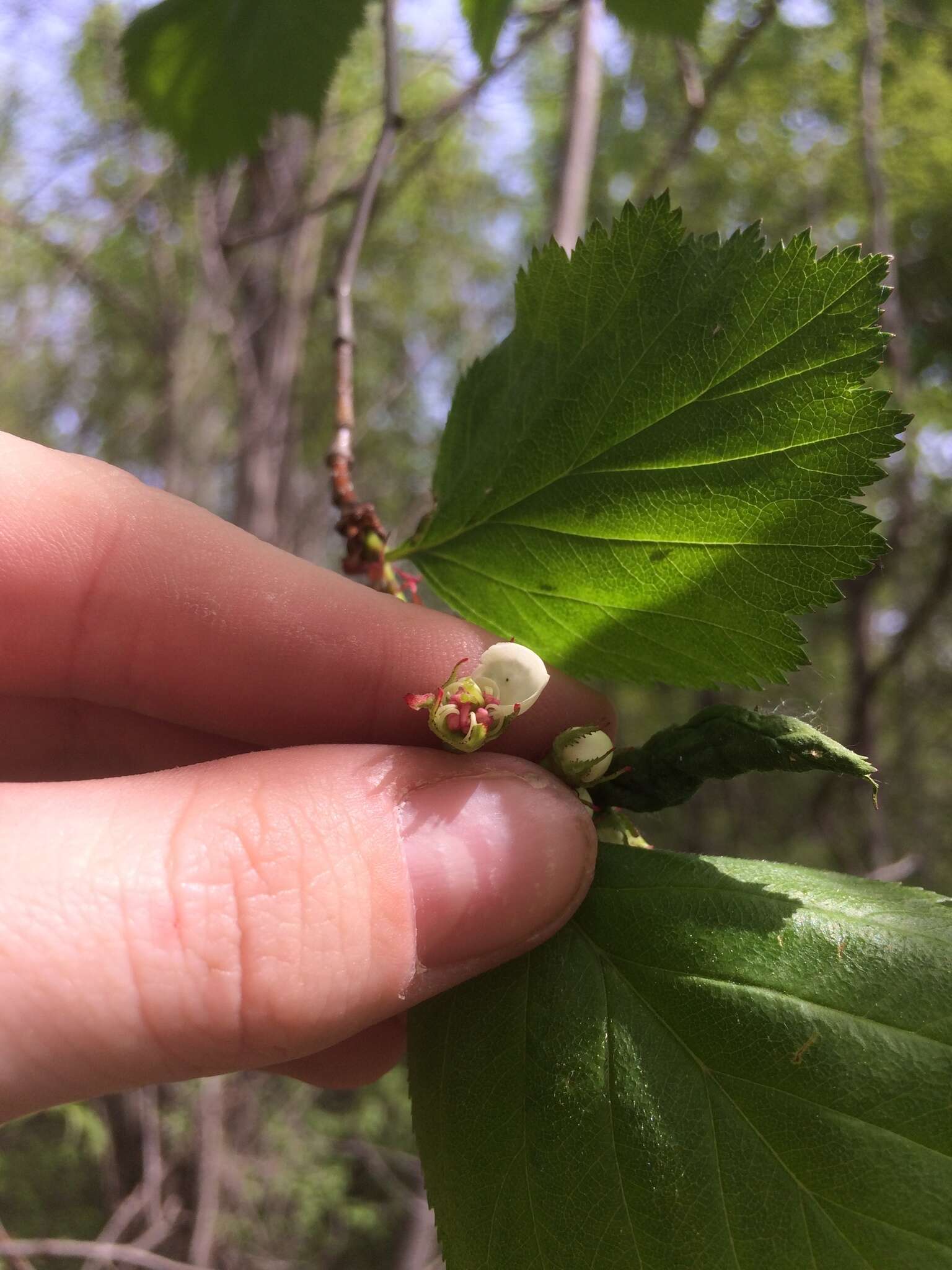 Plancia ëd Crataegus scabrida Sarg.