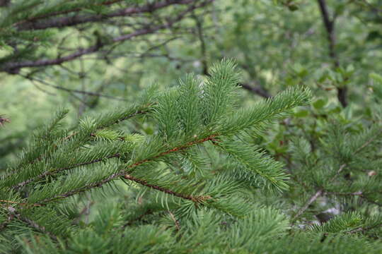 Picea koraiensis Nakai resmi