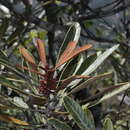 Image of Planchonella lauracea (Baill.) Dubard