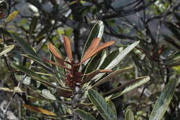 Image of Planchonella lauracea (Baill.) Dubard