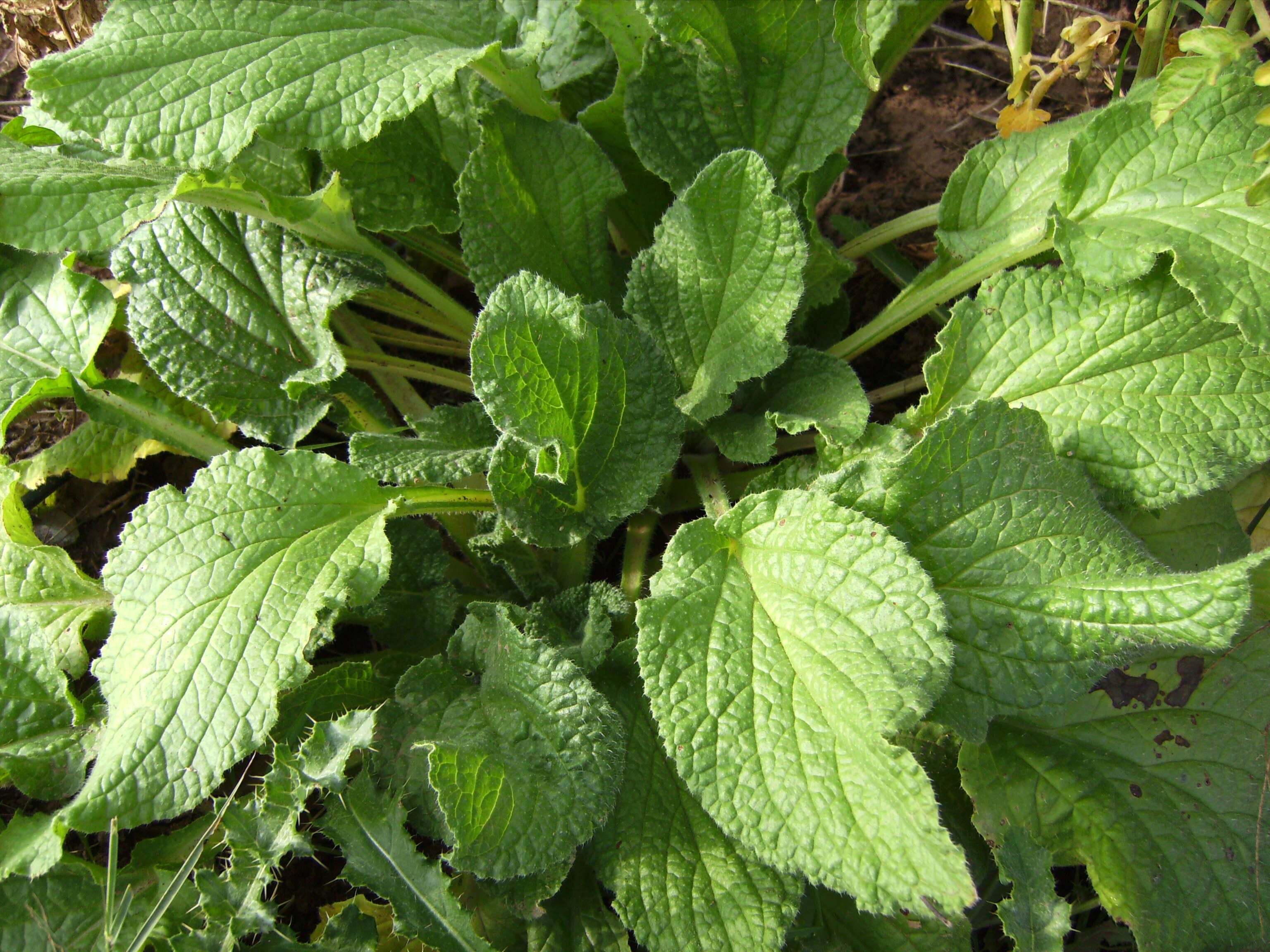 Image of borage