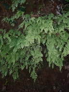 Image of fragile maidenhair