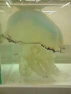 Image of barrel jellyfish