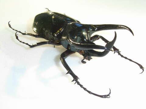 Image of Atlas beetle