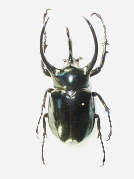 Image of Atlas beetle