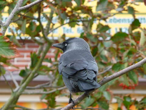 Image of Eurasian Jackdaw